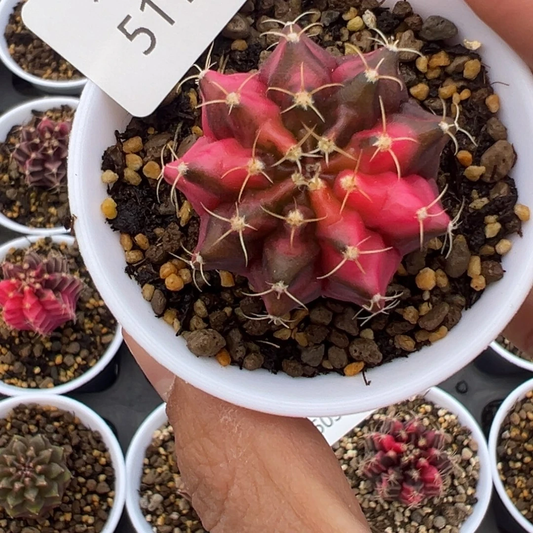 511 好看的米哈冲冲冲