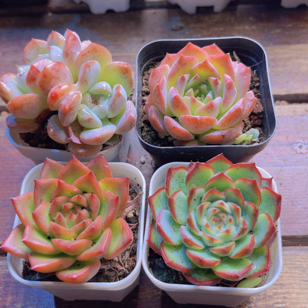 刚毅 安斯顿 粉恋 粉水晶