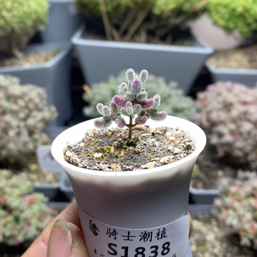 1838实生精控优选冰晶