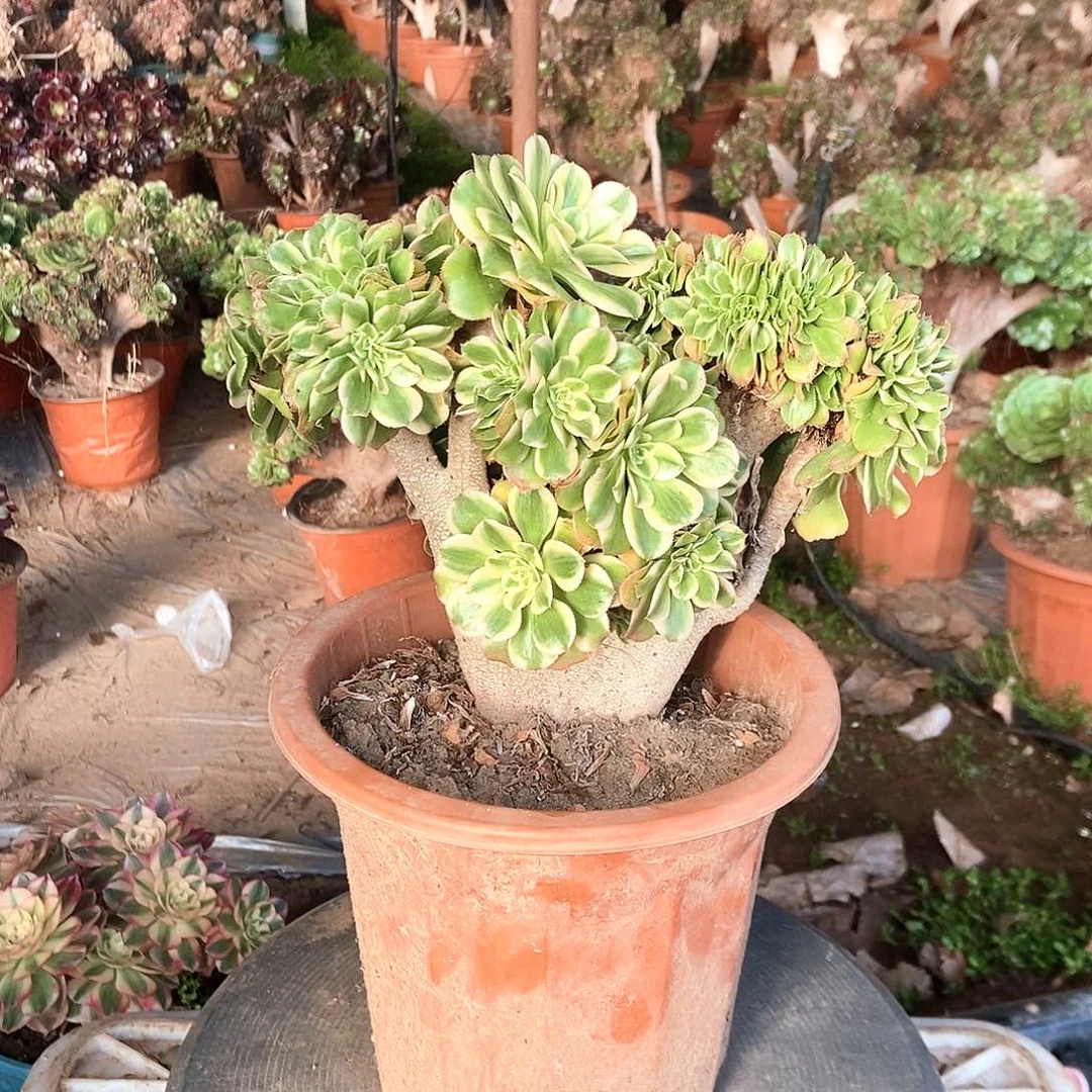 艳日伞缀化026啊阿啊阿啊