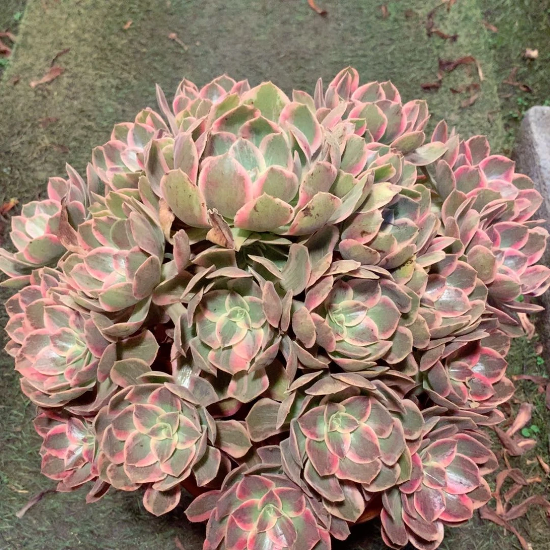 浣纱捧花，两颗包邮