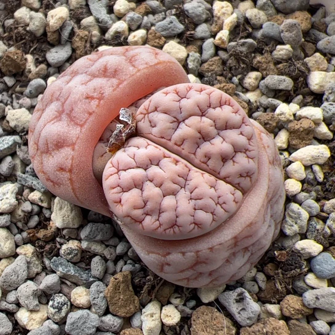 03号Oz189多肉植物