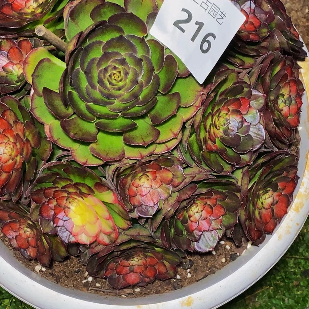 阳***6上古园艺多肉法师216