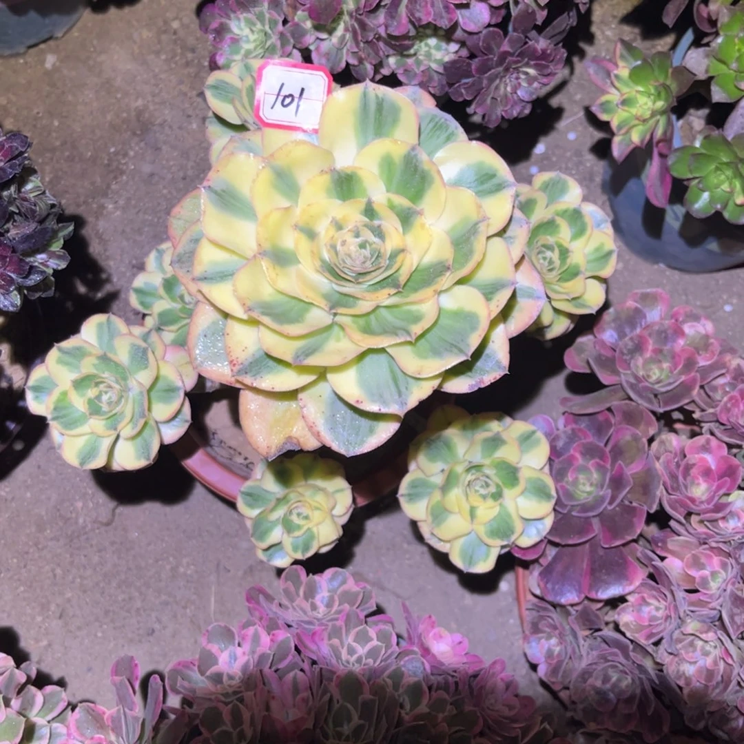 101多肉植物燕姿锦