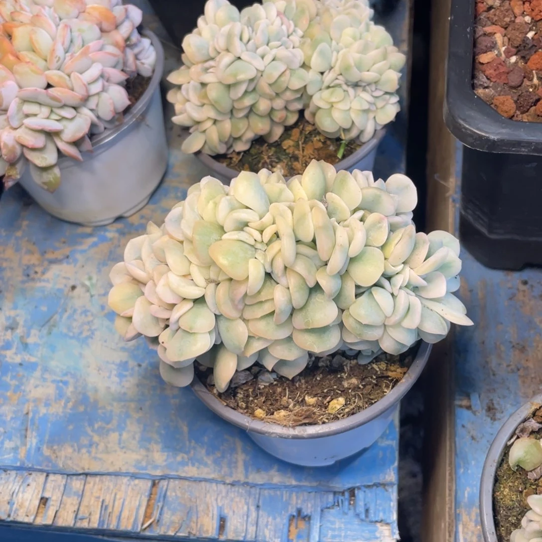 【闪购商品】完全开放雪精灵缀