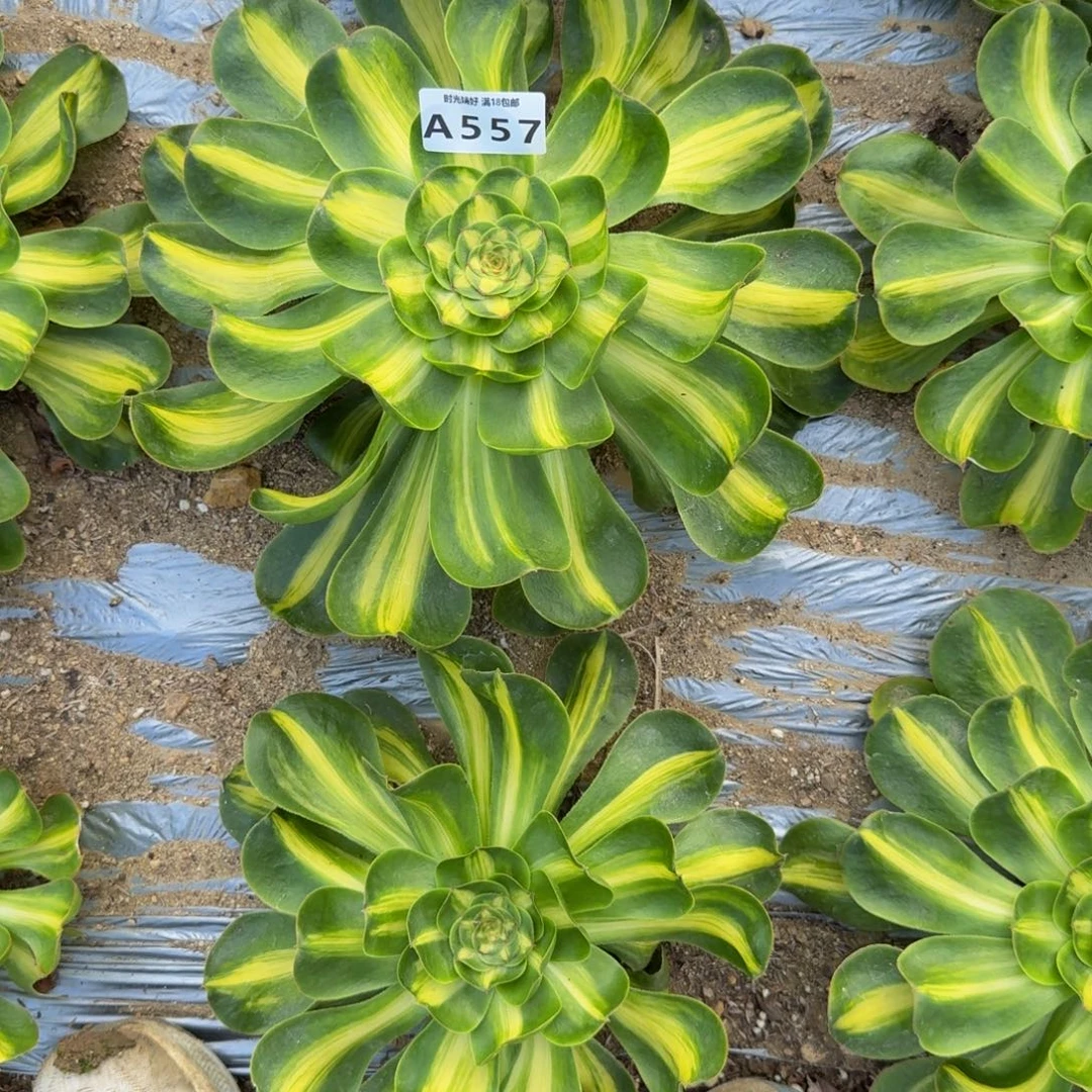 557暴君。多肉植物