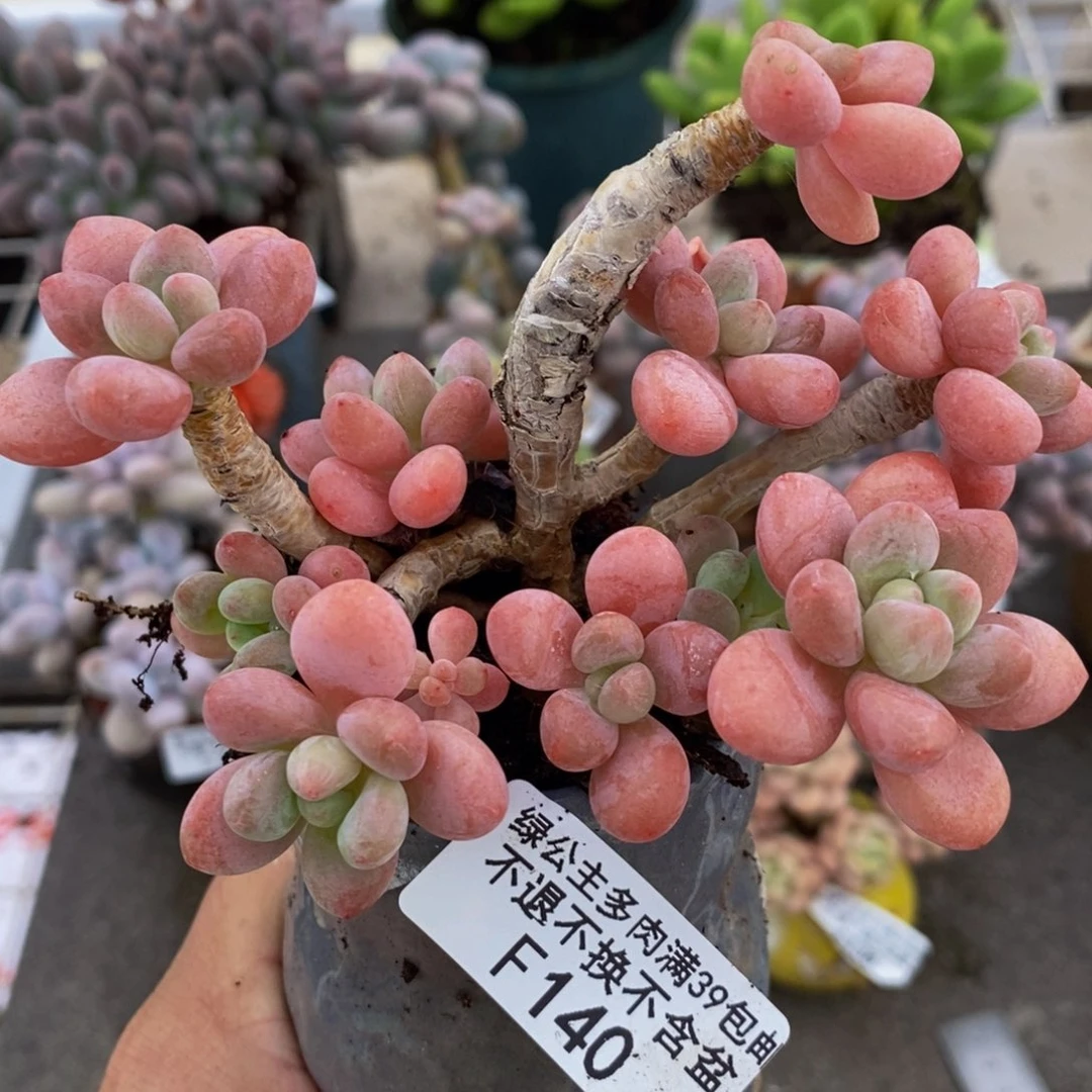 鱼子酱140/9cm多肉