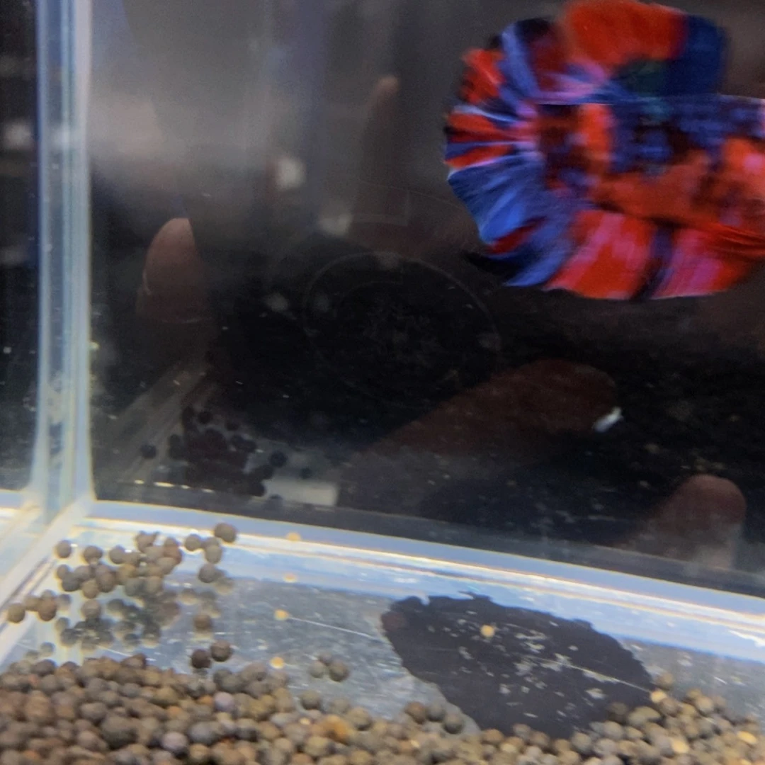 热带鱼公177I****）巨斗