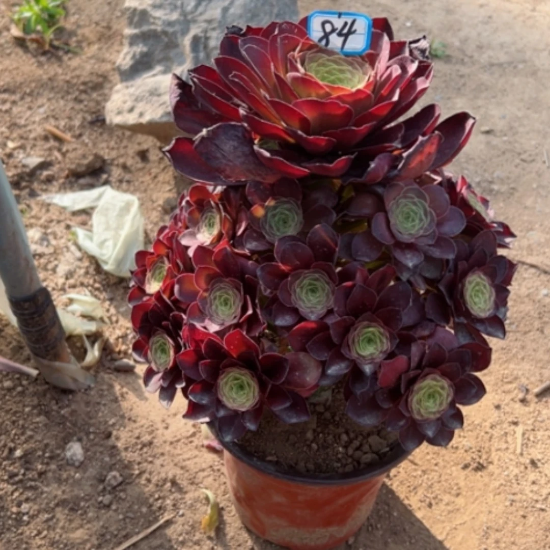 【闪购商品】多肉植物魅金84