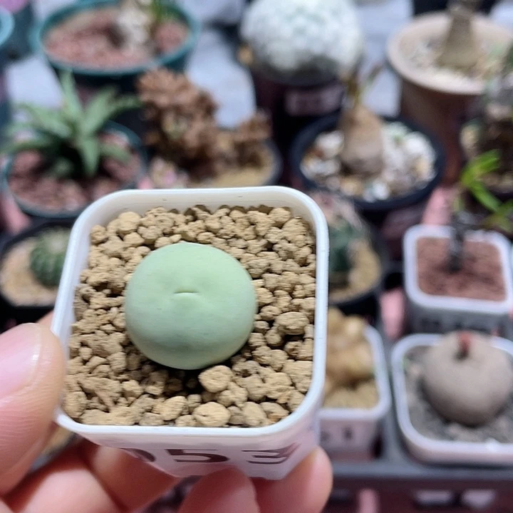 053鸽子蛋肉椎植物