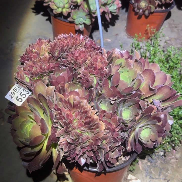 玫瑰缀……多肉植物的