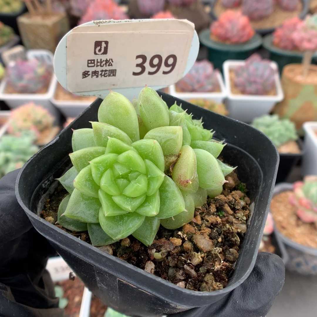 399 翡翠钻石珍妮