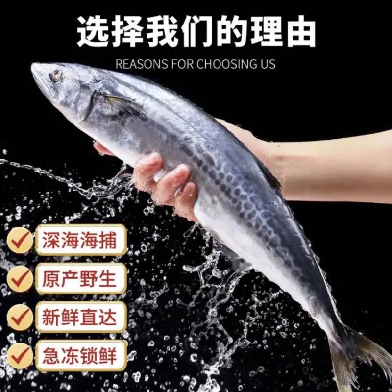 大马鲛鱼5斤4条大鲅鱼燕尾鲅新鲜整条海鱼鲜鱼速冻发货鲅鱼馅水饺