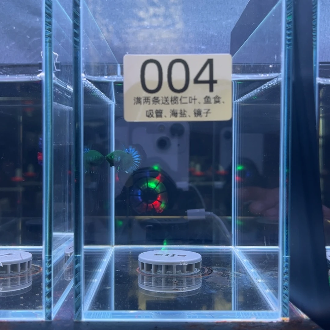 也***动斗鱼泰国斗鱼004号运费