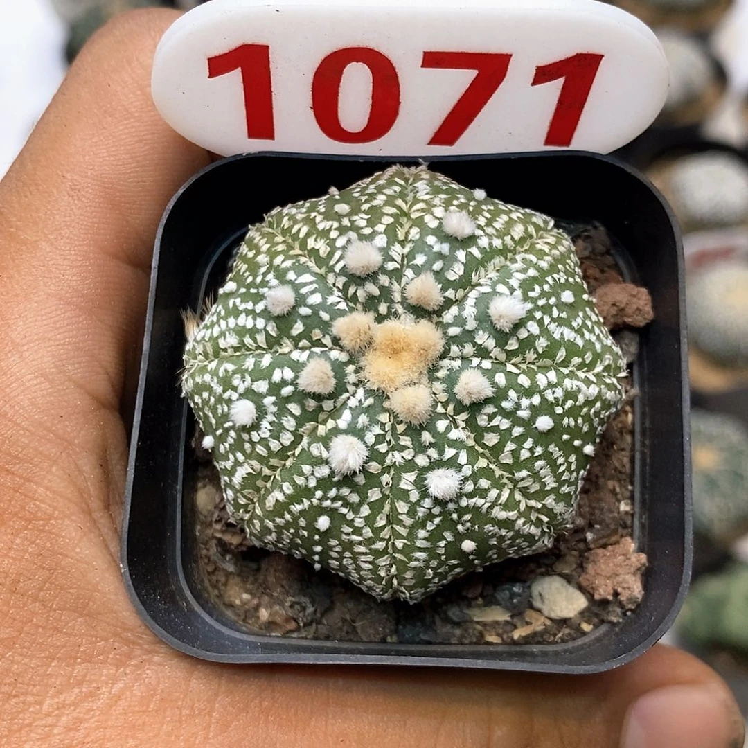1071福利特价来了哦