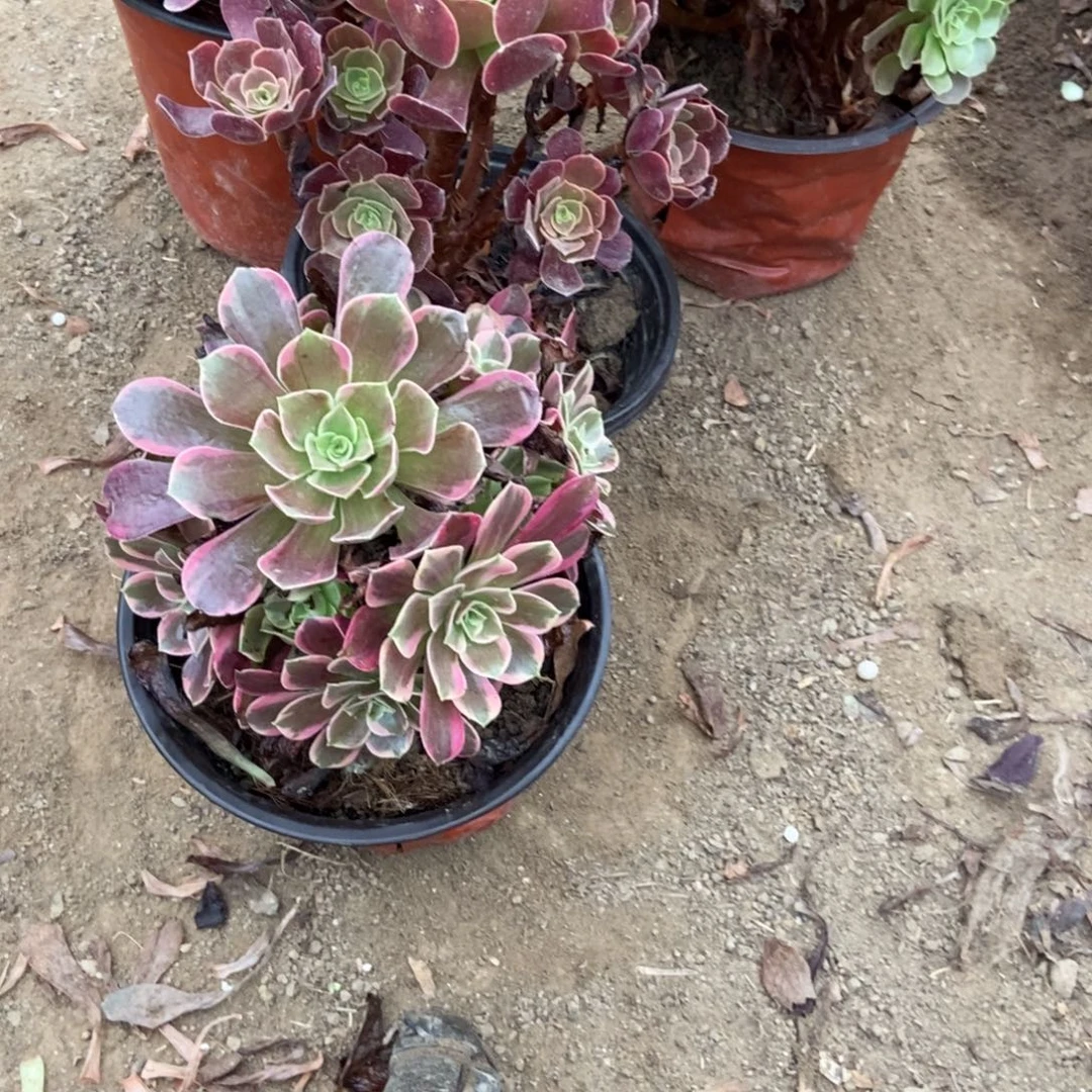 惠***无花朵16号链接两颗不重复法师