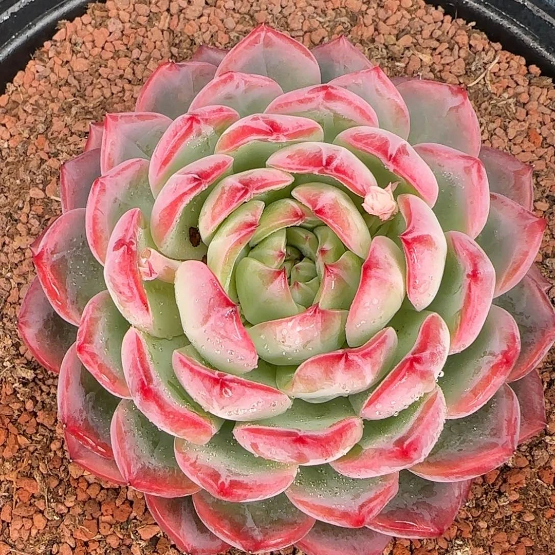 从前慢甄选多肉编号大红鸾