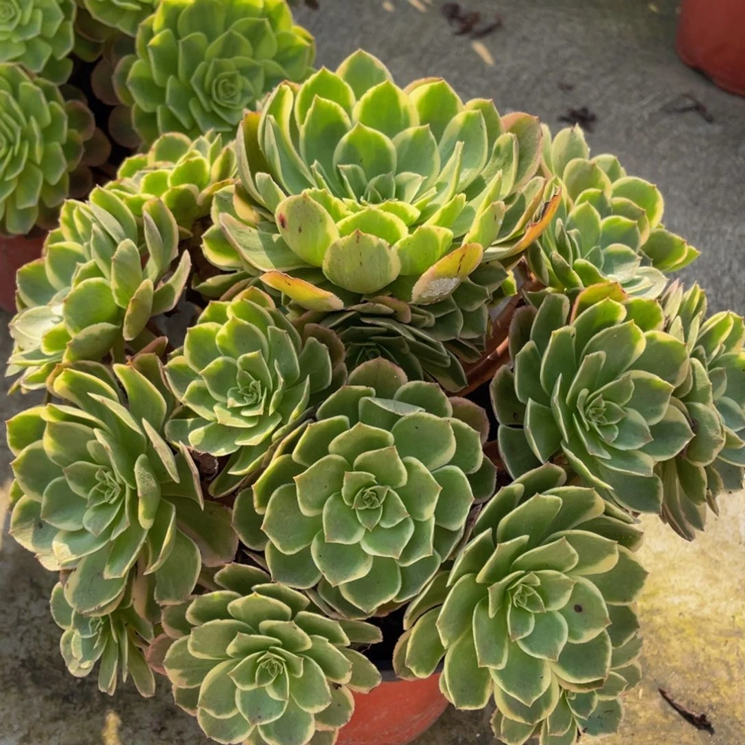 080粉花妖精品法师多肉