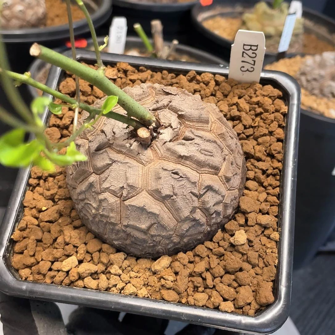 273号龟甲龙7.5公分