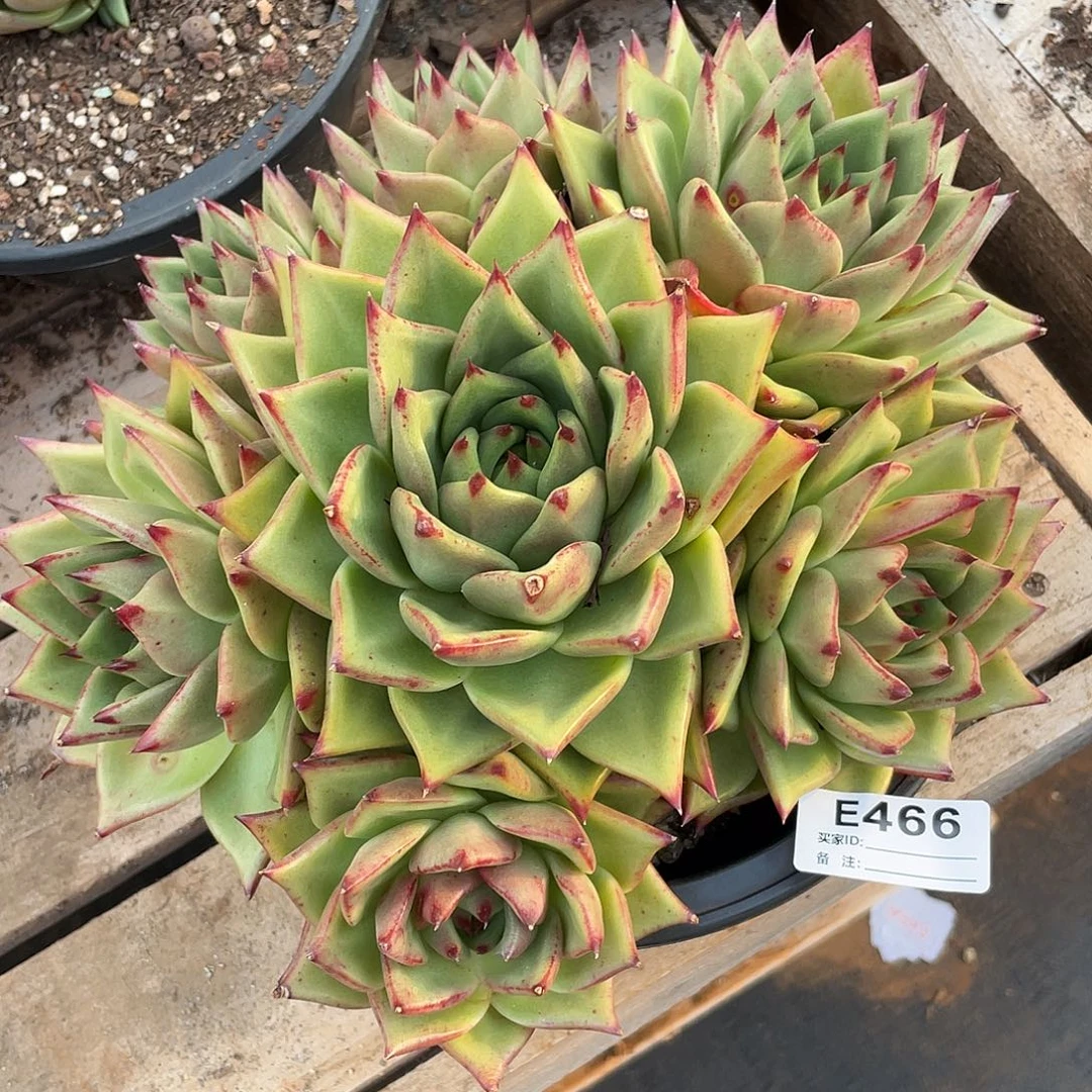 若如东云单拍E466