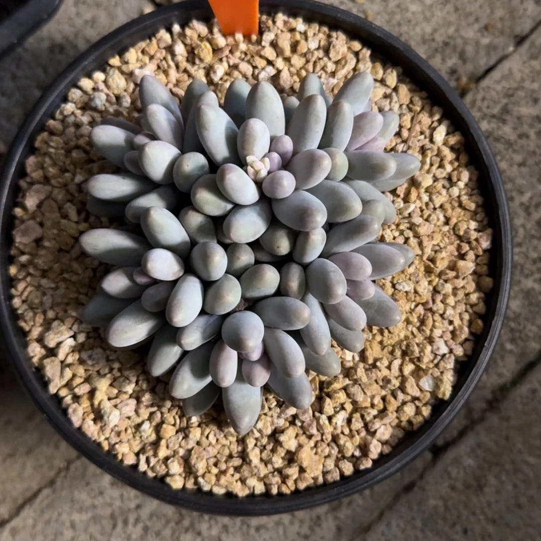 小汤圆11111111111111111