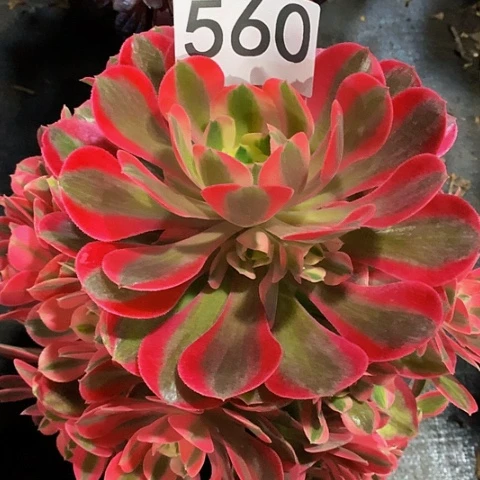 粉女巫560法师多肉