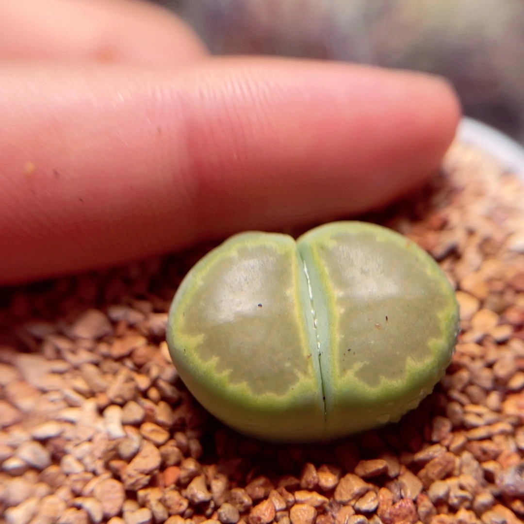 672号带盆盆人包邮发货