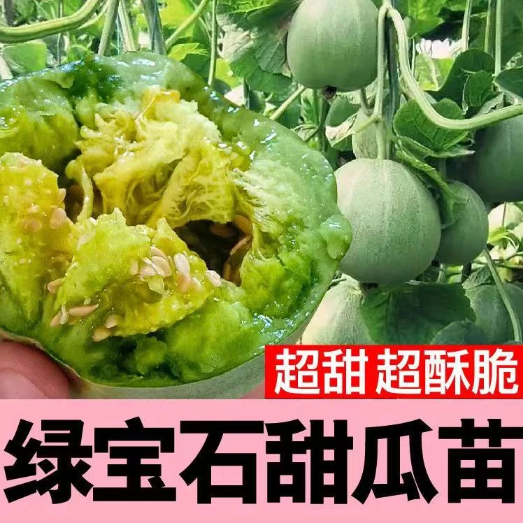 高产优质绿宝石甜瓜秧苗正品薄皮甜瓜超甜高产香瓜薄绿皮四季瓜苗