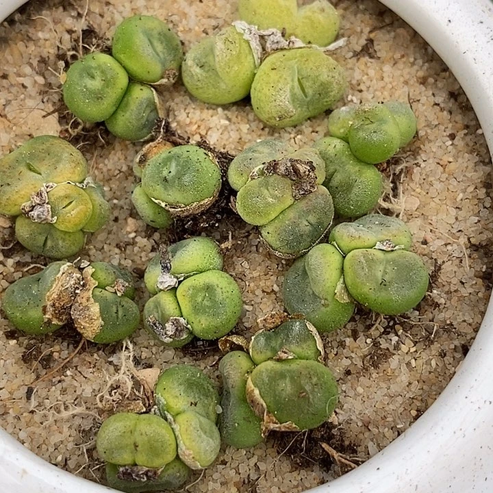 21520群生水晶鞋一颗