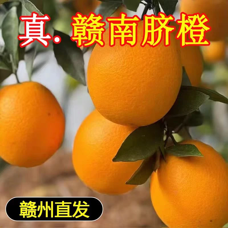 [0023S1]正宗江西赣南脐橙五斤装应季水果香甜橙子产地直发