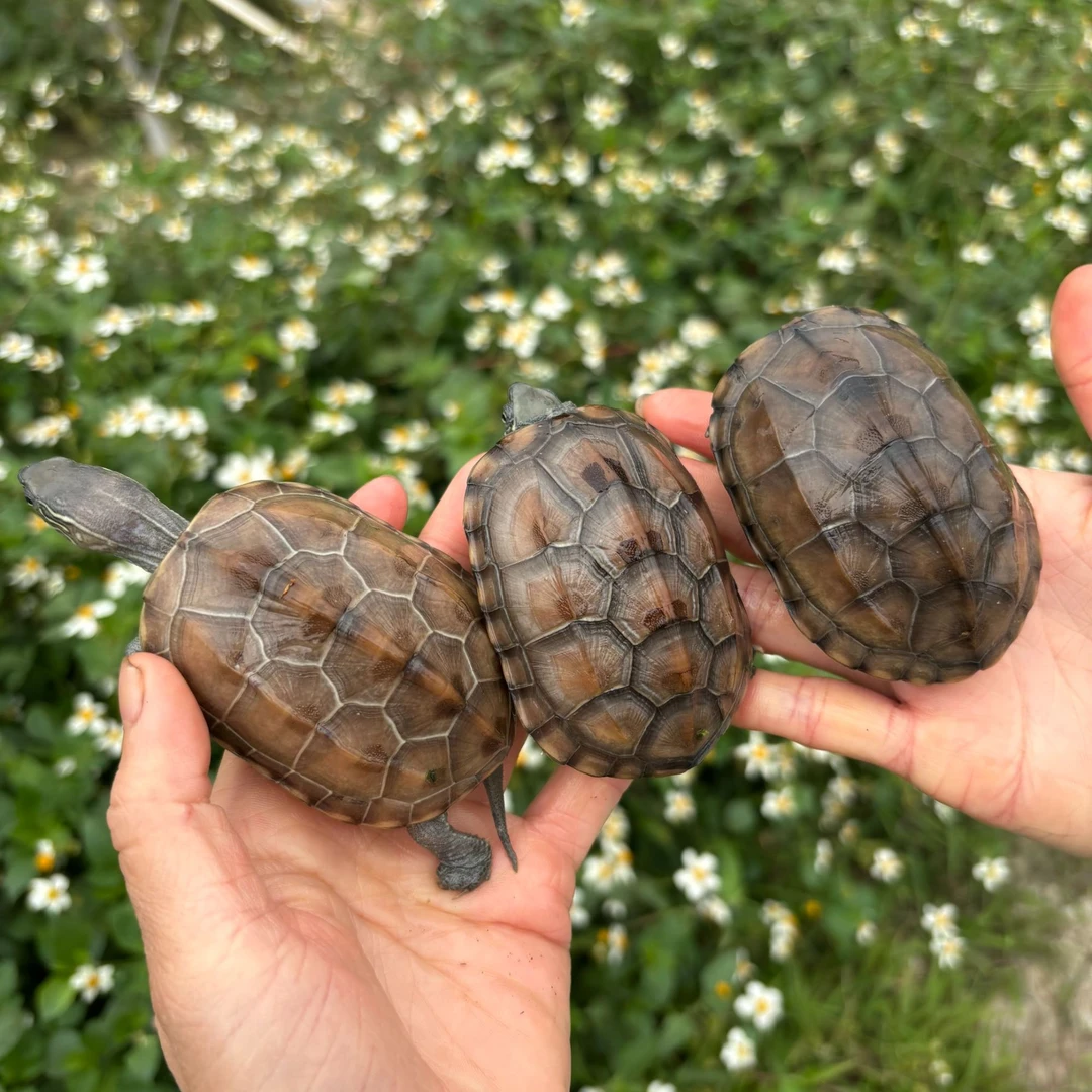 1只中华草龟金线草【每只6-8厘米】不包售后