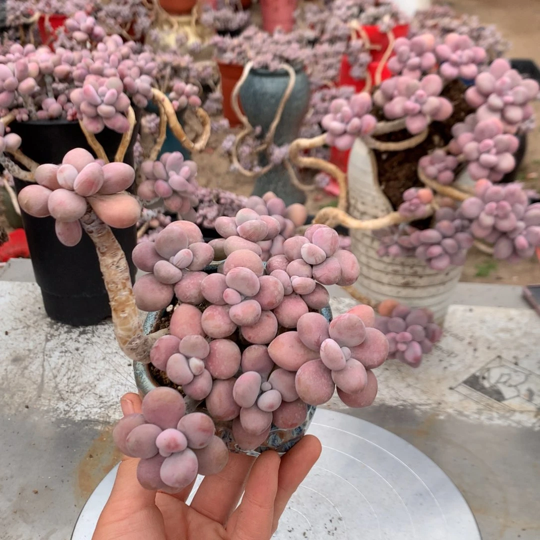 桃蛋老桩带盆27号