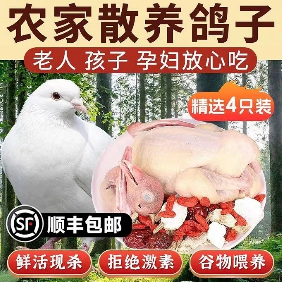 【农家散养】鸽子肉新鲜现杀乳鸽子肉炖汤生鲜滋补养气补血