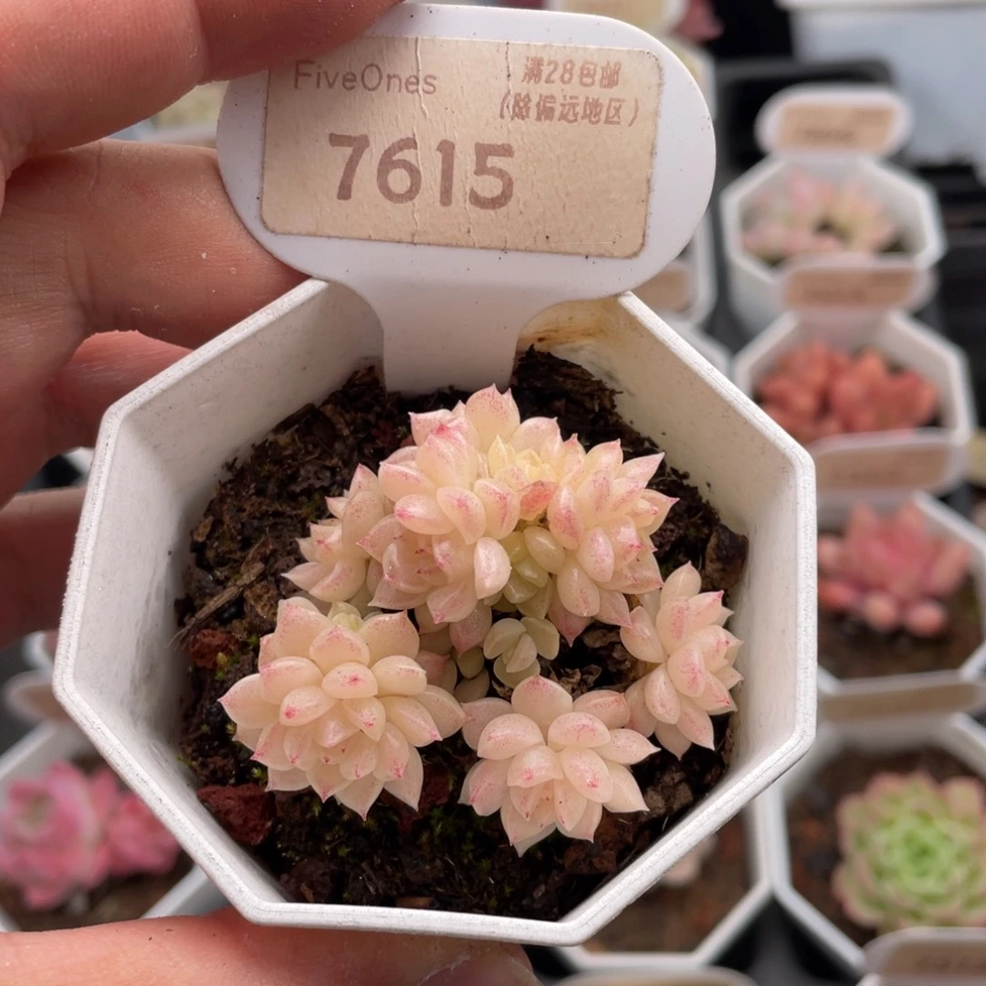 麦秆群7615-5厘米