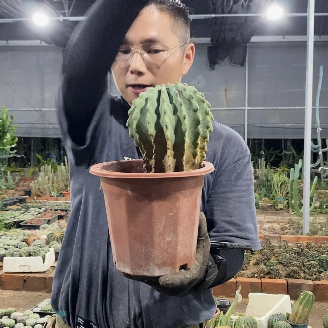 无刺王冠龙10公分左右量拍