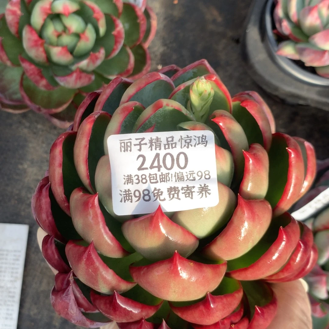 2400号多肉植物惊鸿14厘米