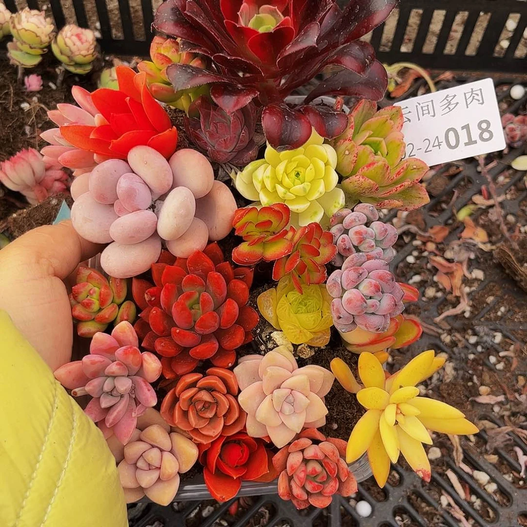 照***子018号组合云间福利