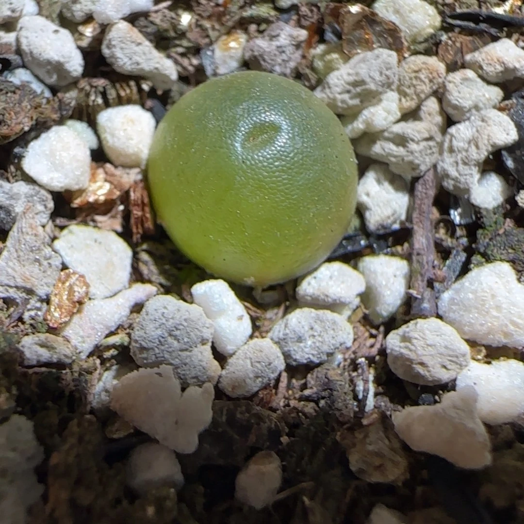 肉锥多肉植物组合-哈默1024