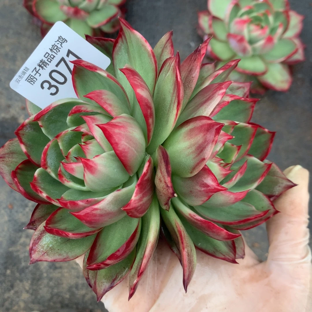 3071一物一拍13厘米