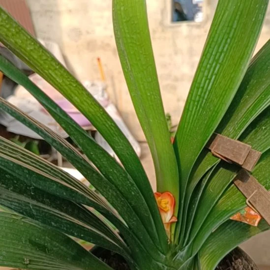 国兰平板油将上箭花有点夹箭