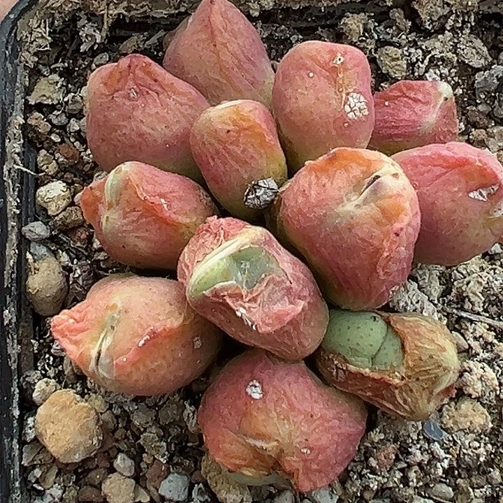 无花朵435号少将