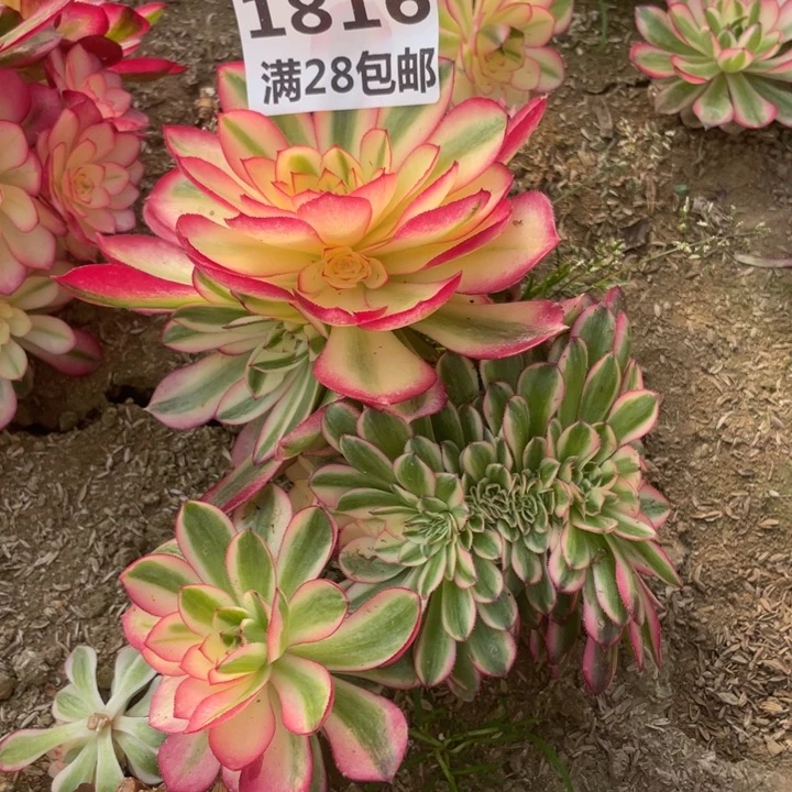1816二号棚倾城多肉植物E