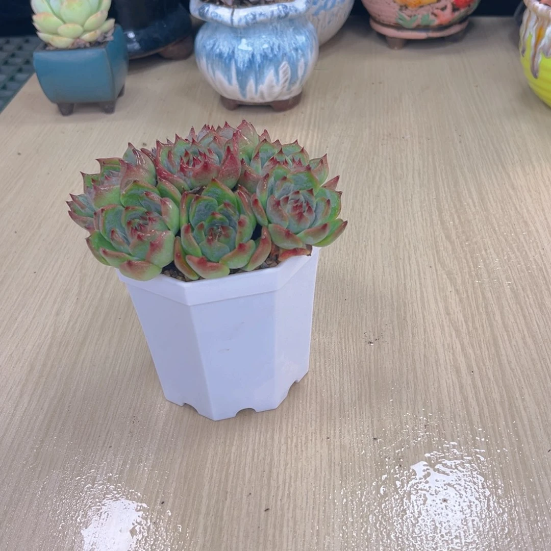 水蜜桃八颗送八角盆土