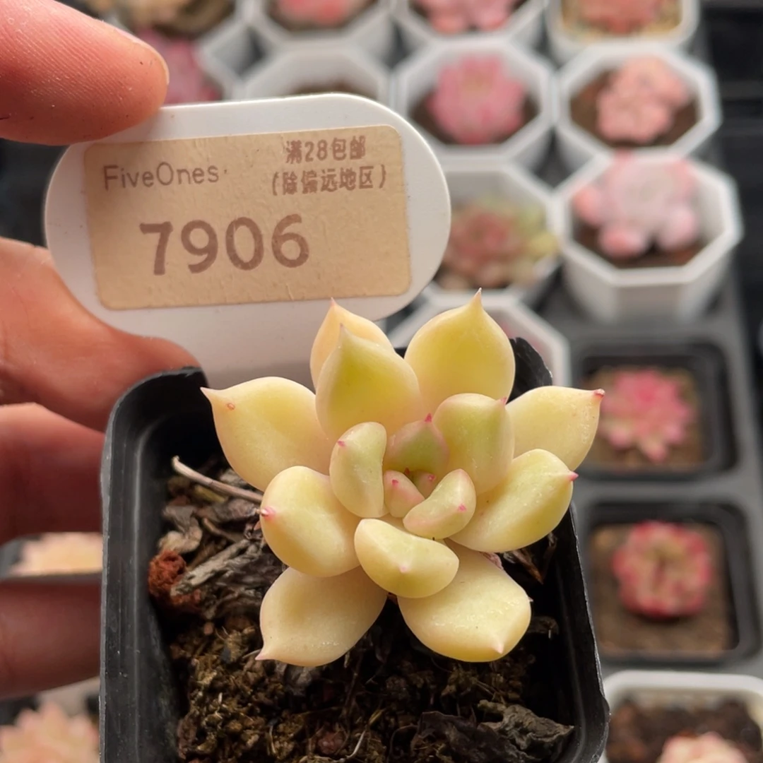 璀璨7906-4.5厘米