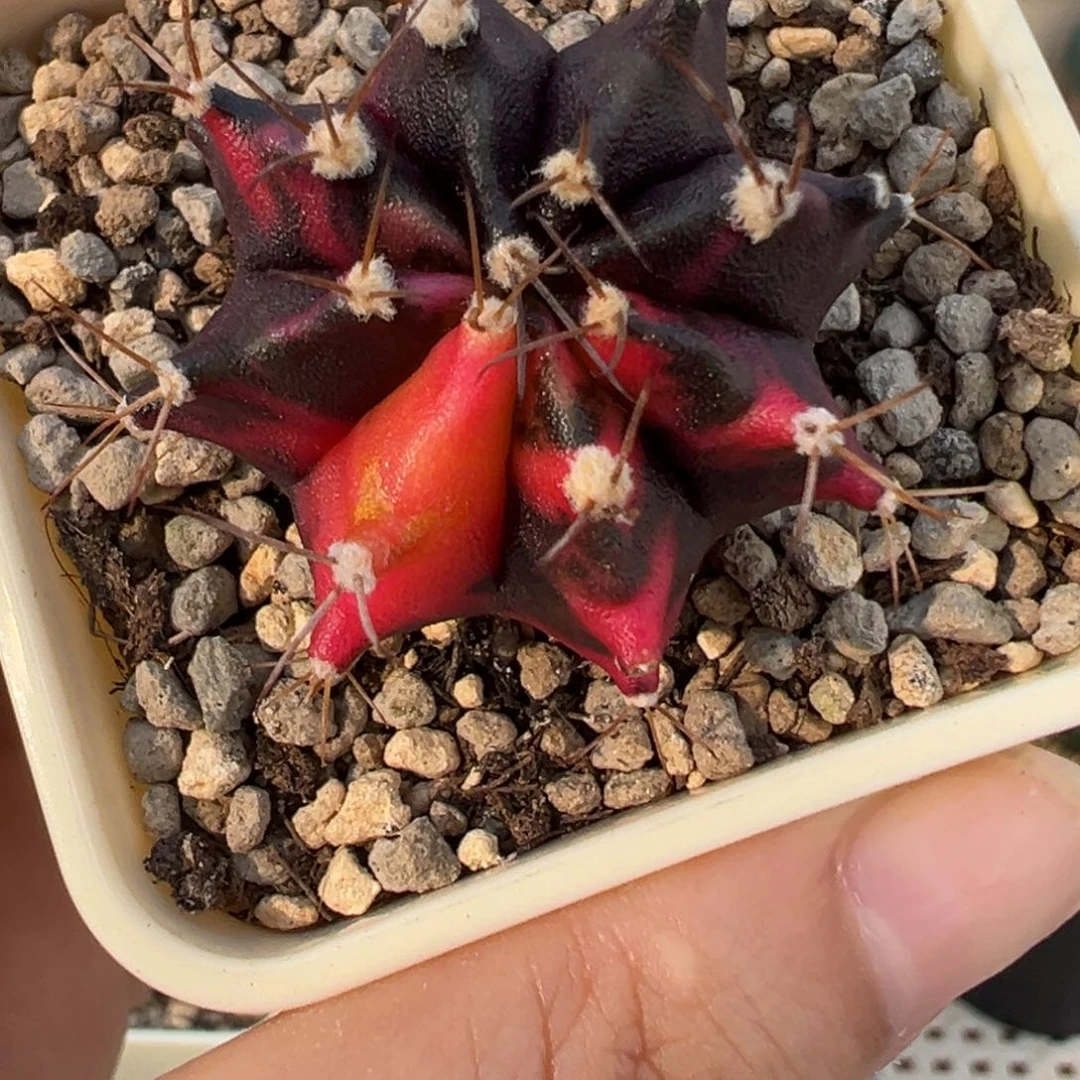 257 好看的米哈冲冲冲