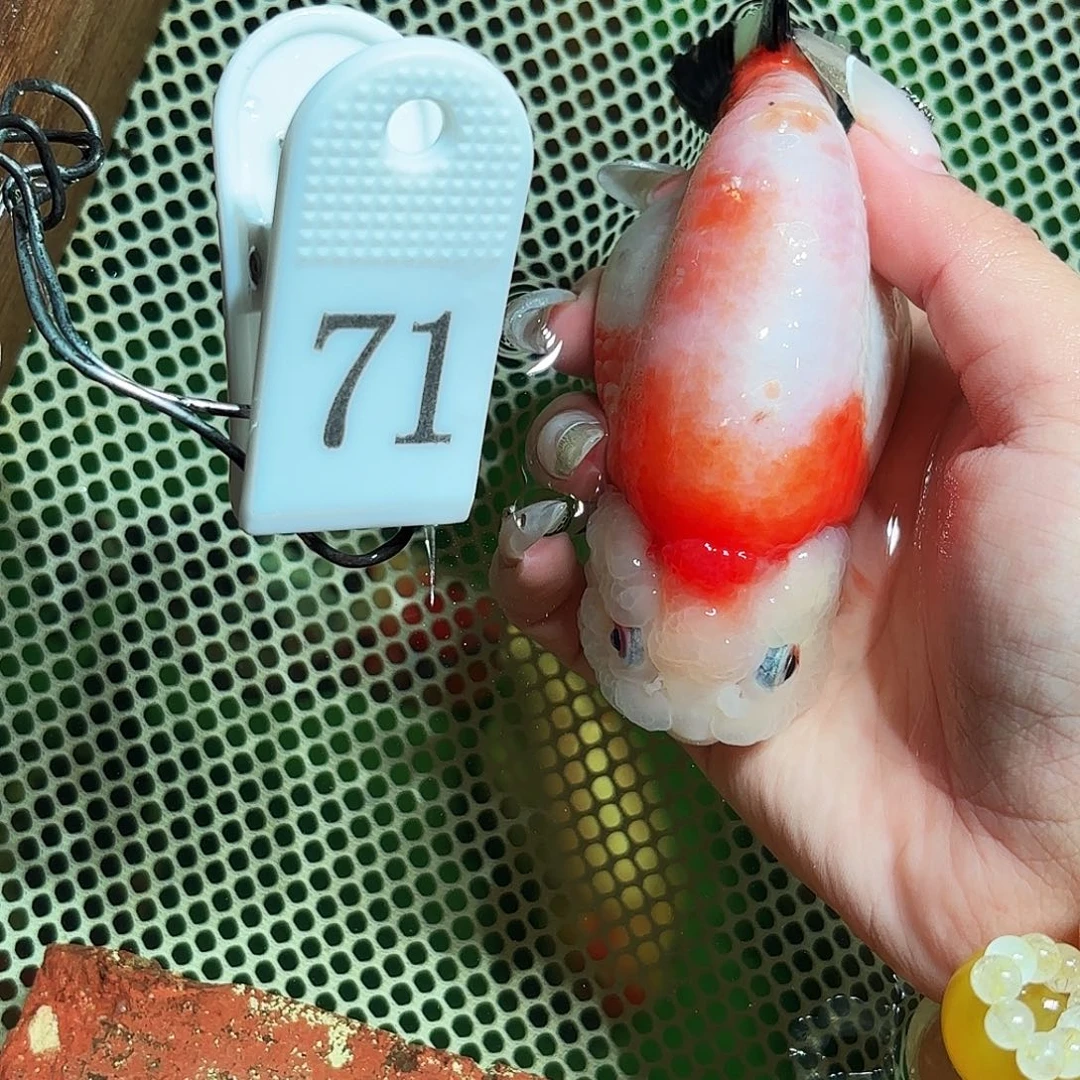 金鱼拍包装包邮，不拍包装顺丰到付