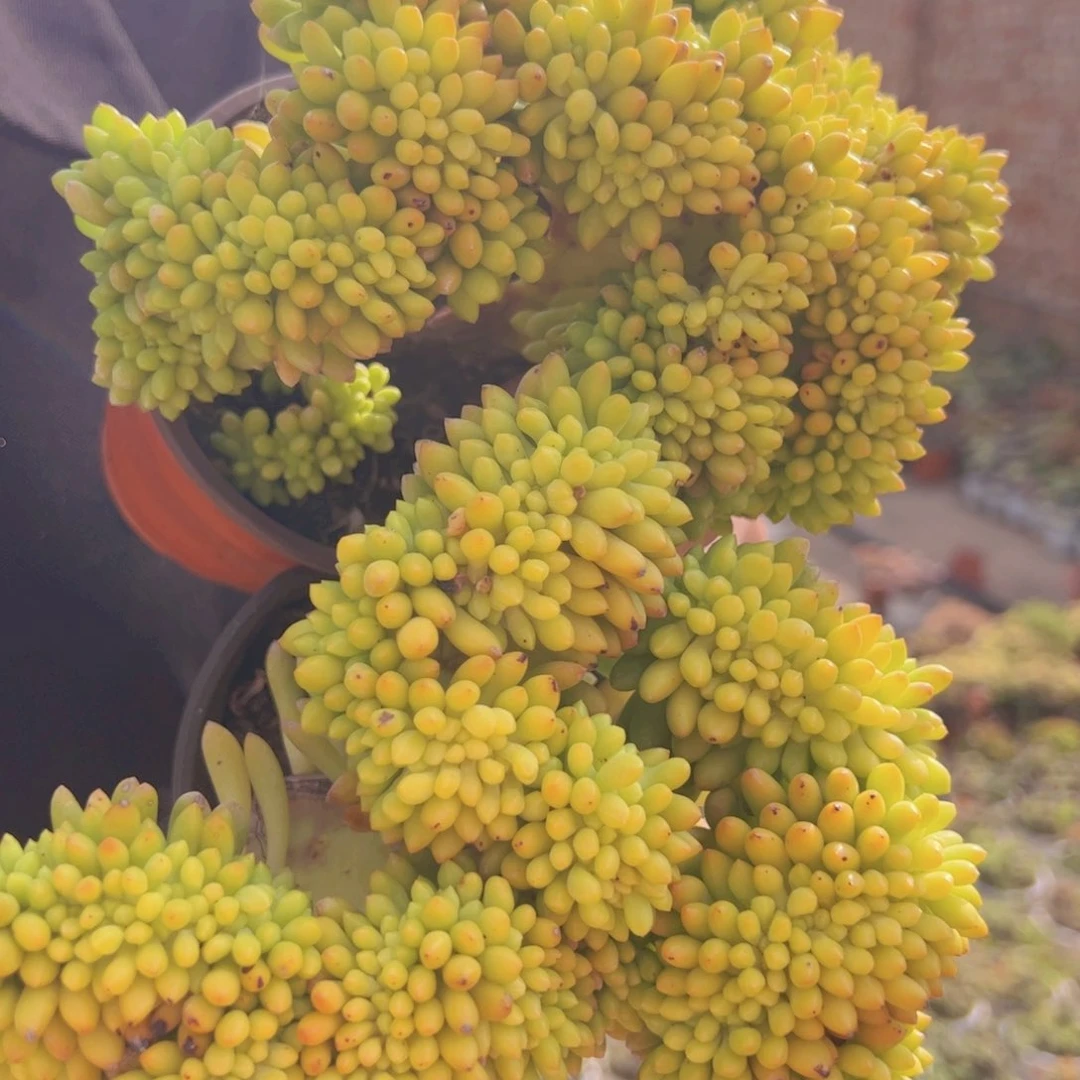 春萌缀化整装两盆