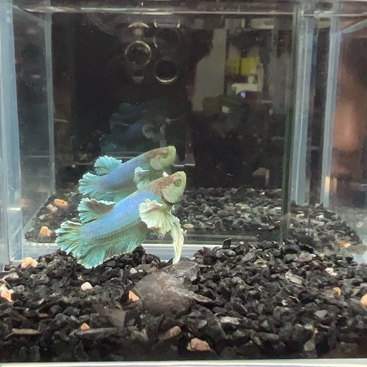 斗鱼竞拍跑单拉黑11日140