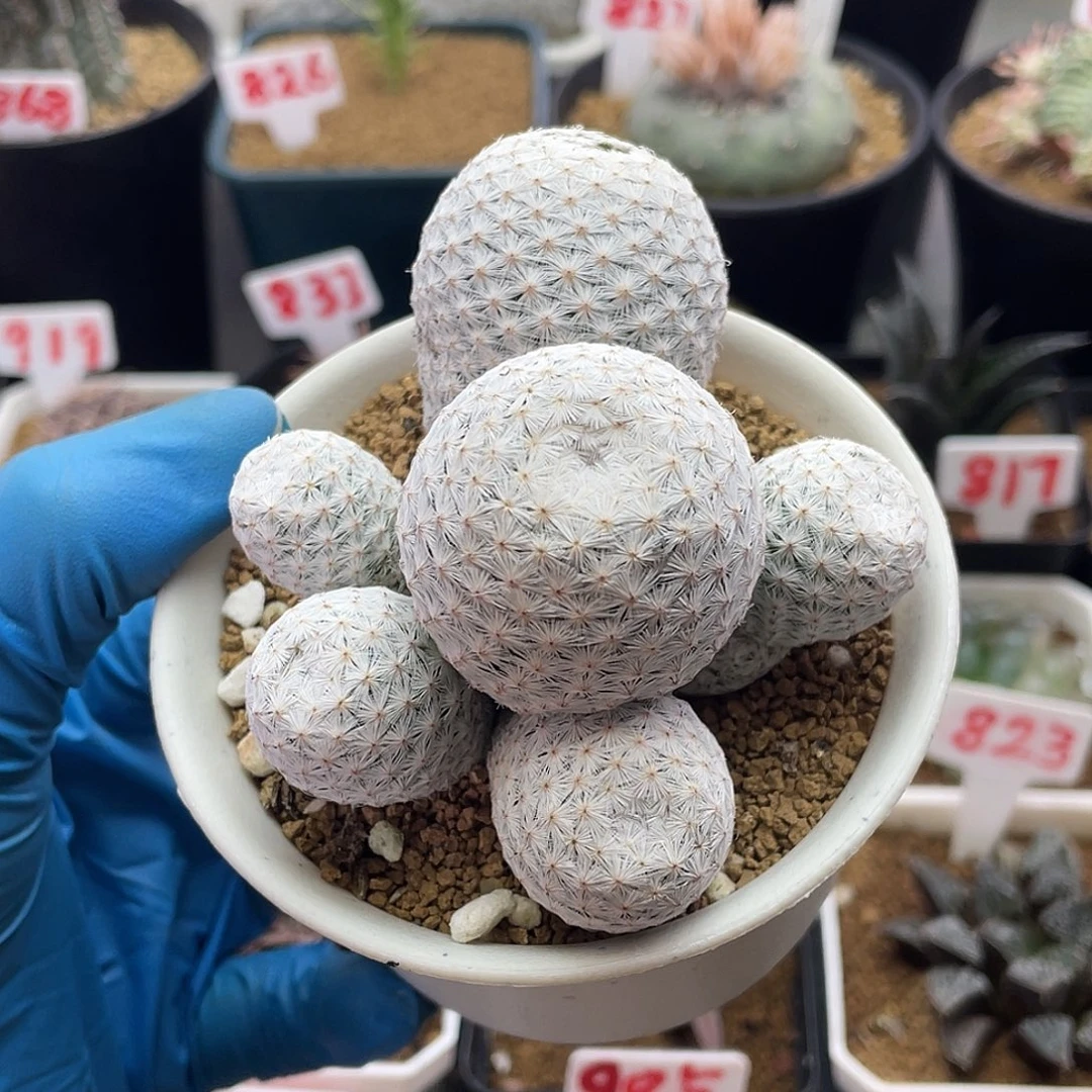 紫花多头大玉白鸟群仙人球