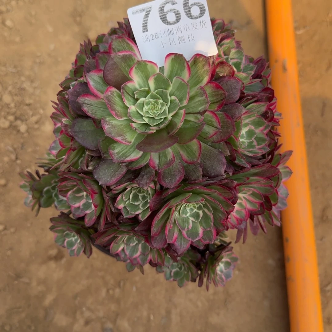 放**己766号莲花母本福利不包损